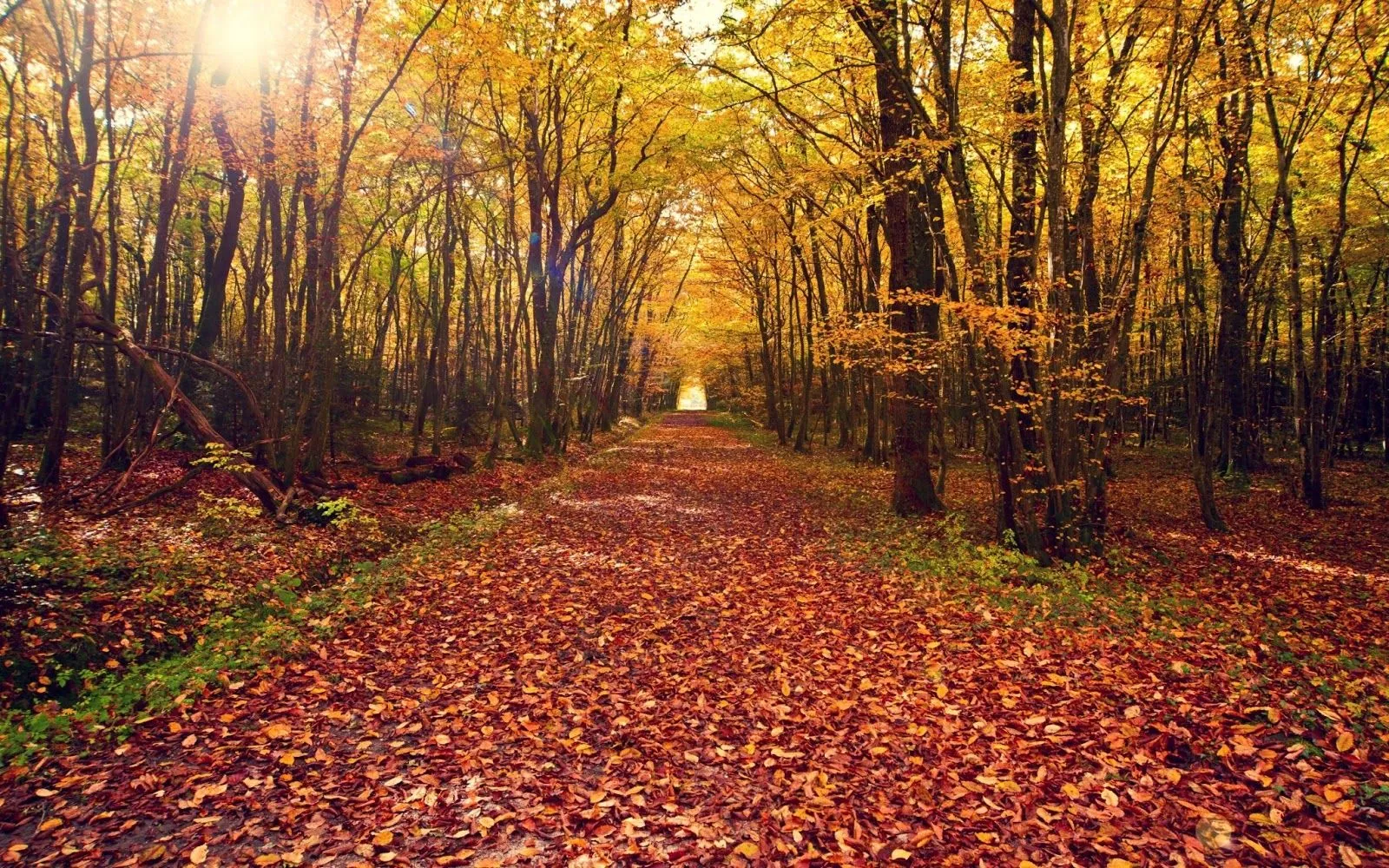 FOTOFRONTERA: Hermoso paisaje en otoño con árboles grandes