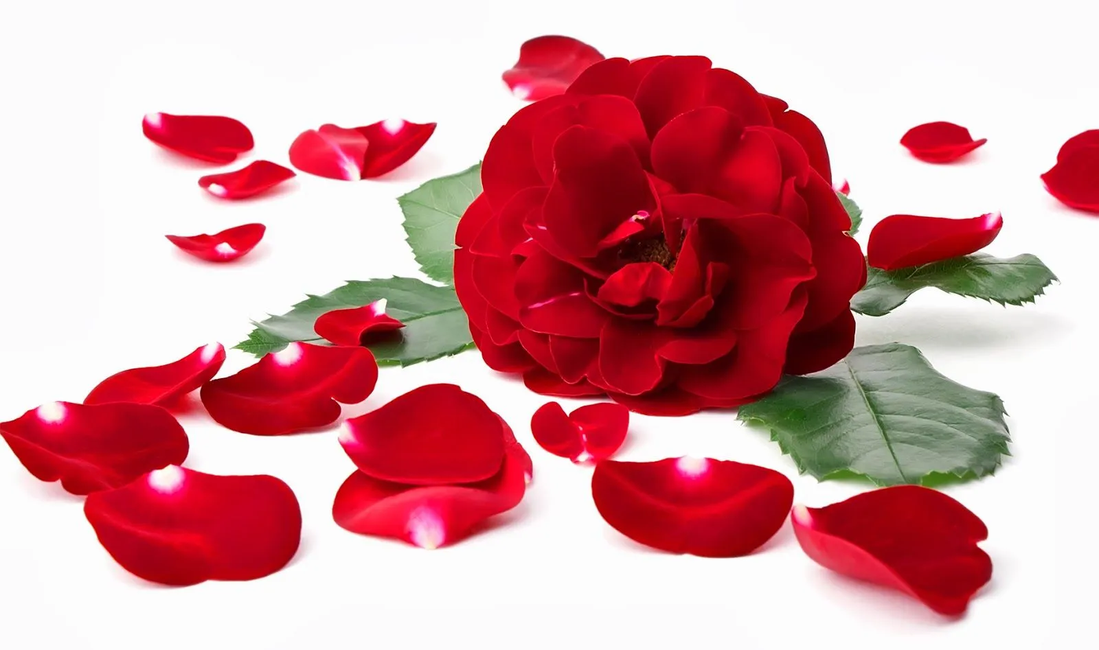 FOTOFRONTERA: Imágenes de rosas y flores de colores hermosos FOTOFRONTERA: Imágenes de rosas y flores de colores hermosos