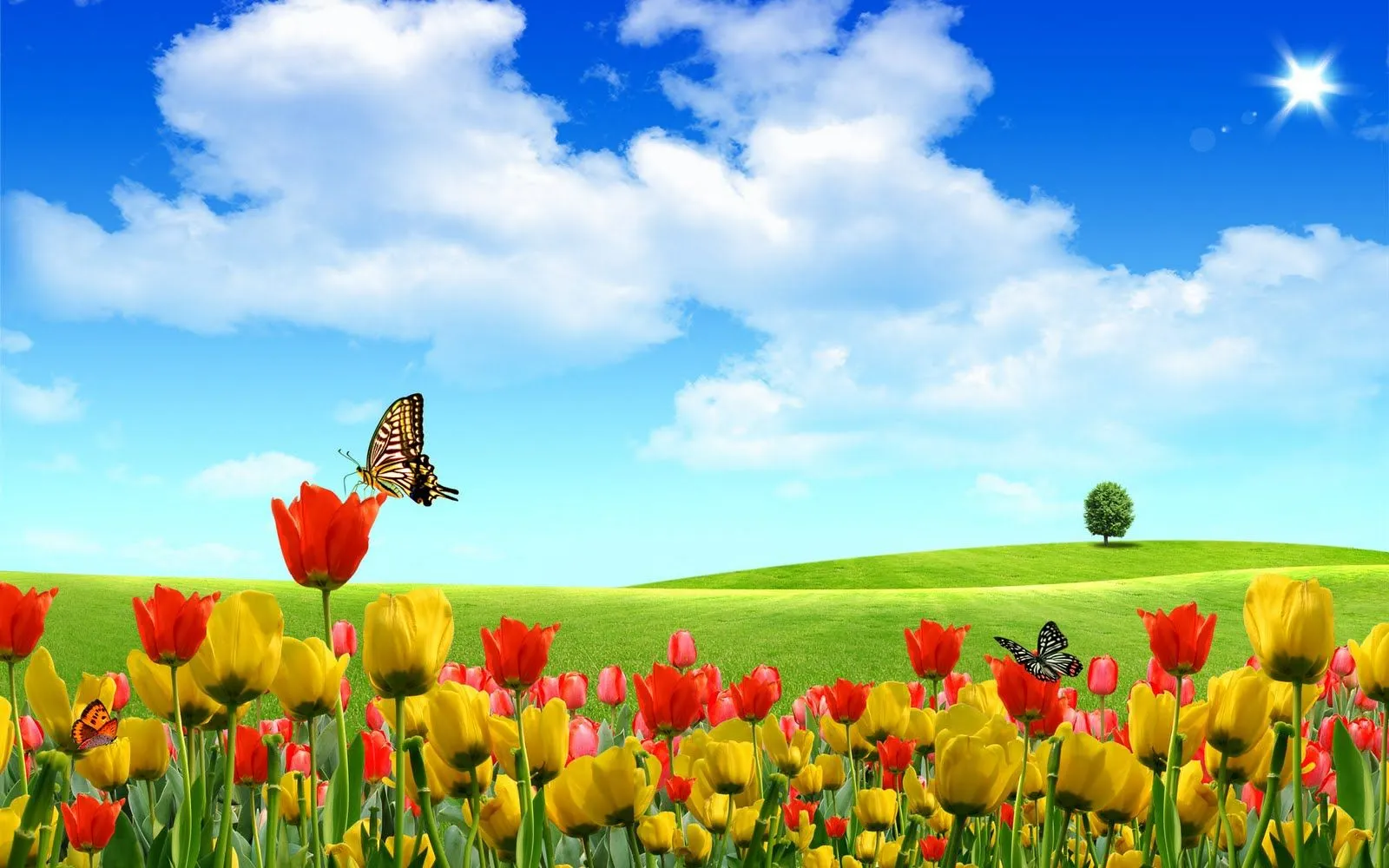 FotoFrontera: Jardín de mariposas