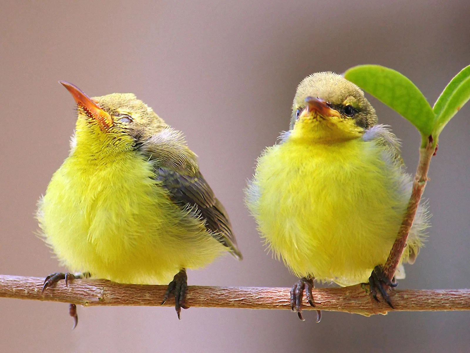 FOTOFRONTERA: Pajaritos amarillos en las ramas de los árboles