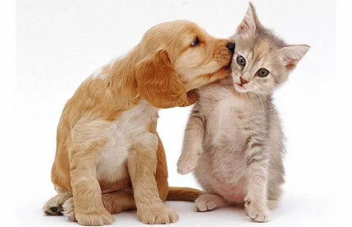 FOTOFRONTERA: Perrito besando a un lindo gatito