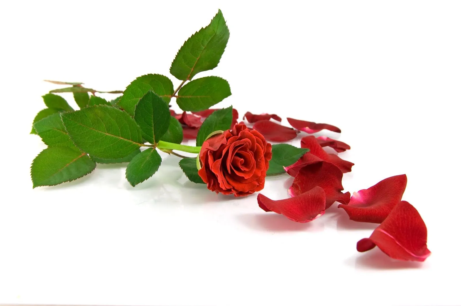 Dos rosas rojas con los petalos caidos | New Wallpapers HD Dos rosas rojas con los petalos caidos | New Wallpapers HD