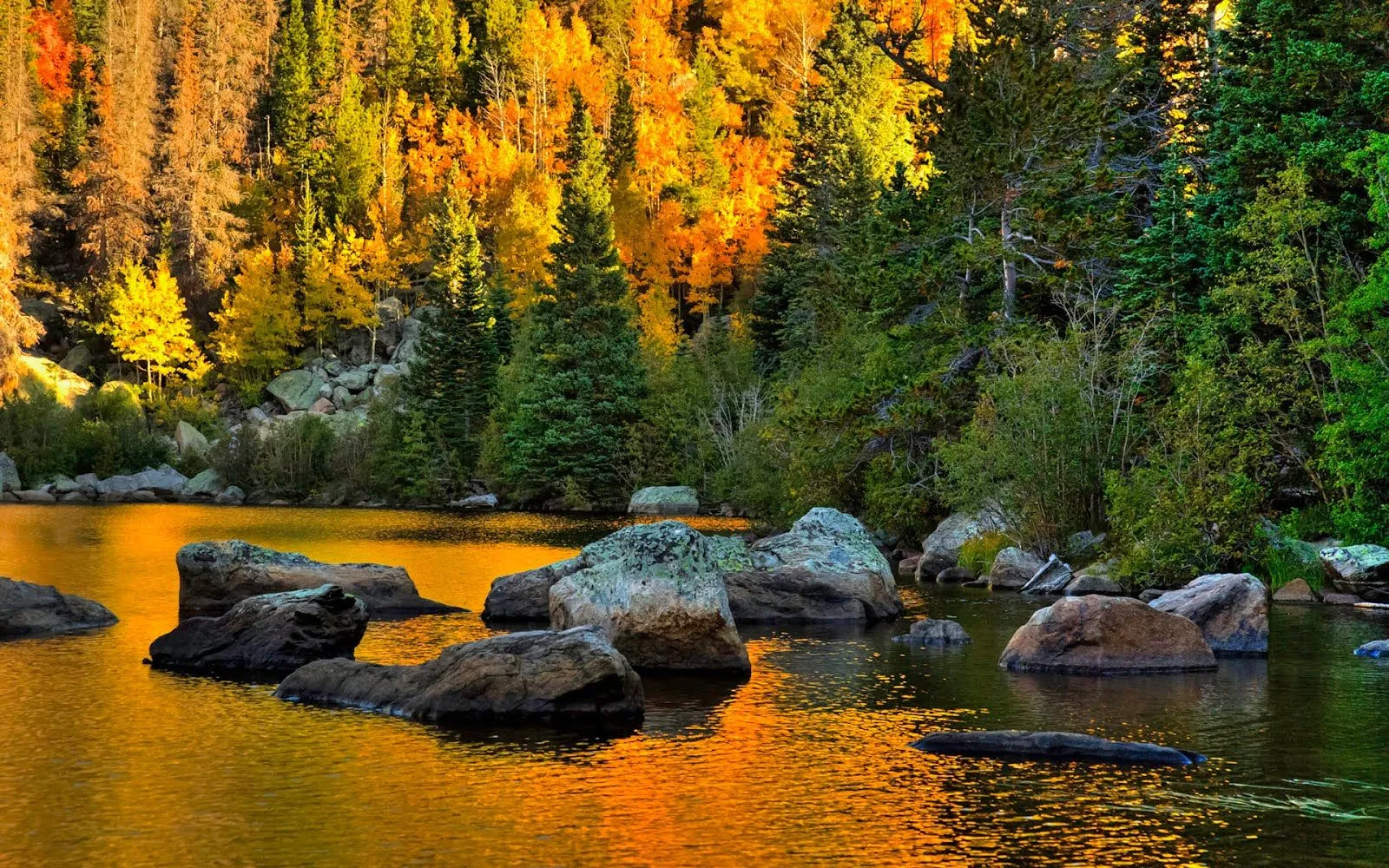 FOTOFRONTERA: El sol reflejado en los pinos del bosque en otoño FOTOFRONTERA: El sol reflejado en los pinos del bosque en otoño