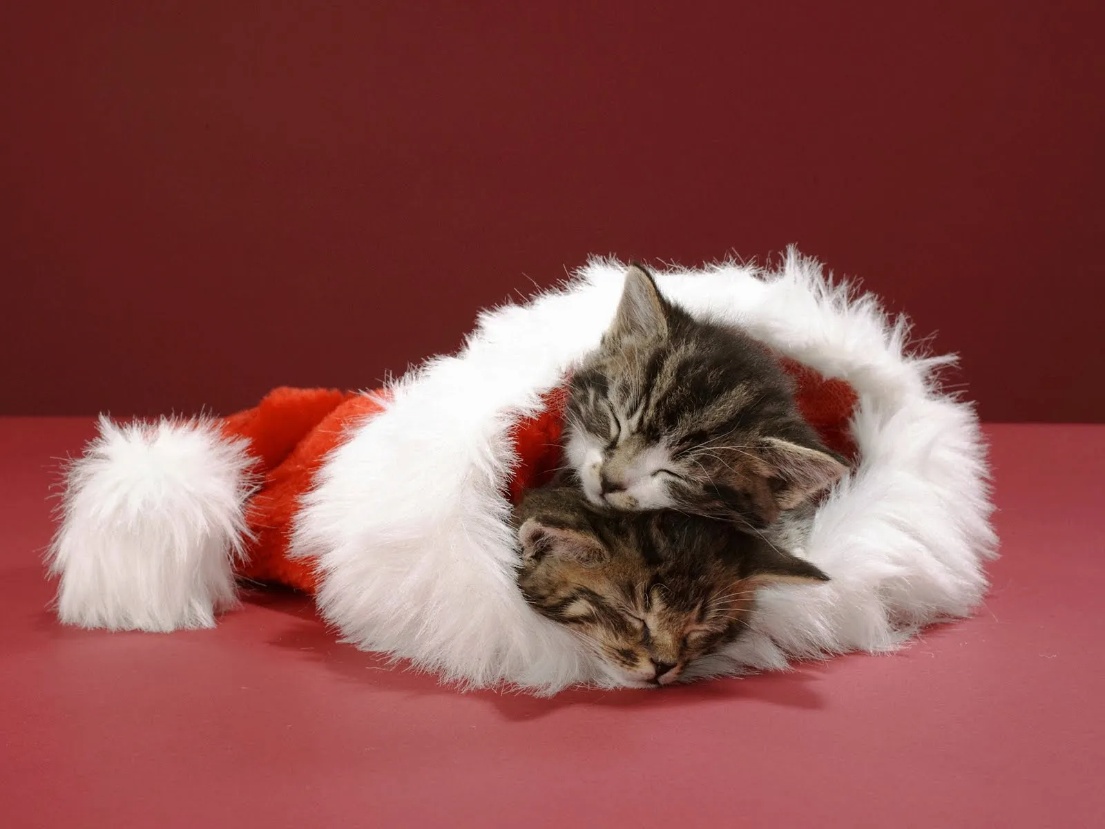 FOTOFRONTERA: Tiernos gatitos durmiendo en un gorrito navideño FOTOFRONTERA: Tiernos gatitos durmiendo en un gorrito navideño