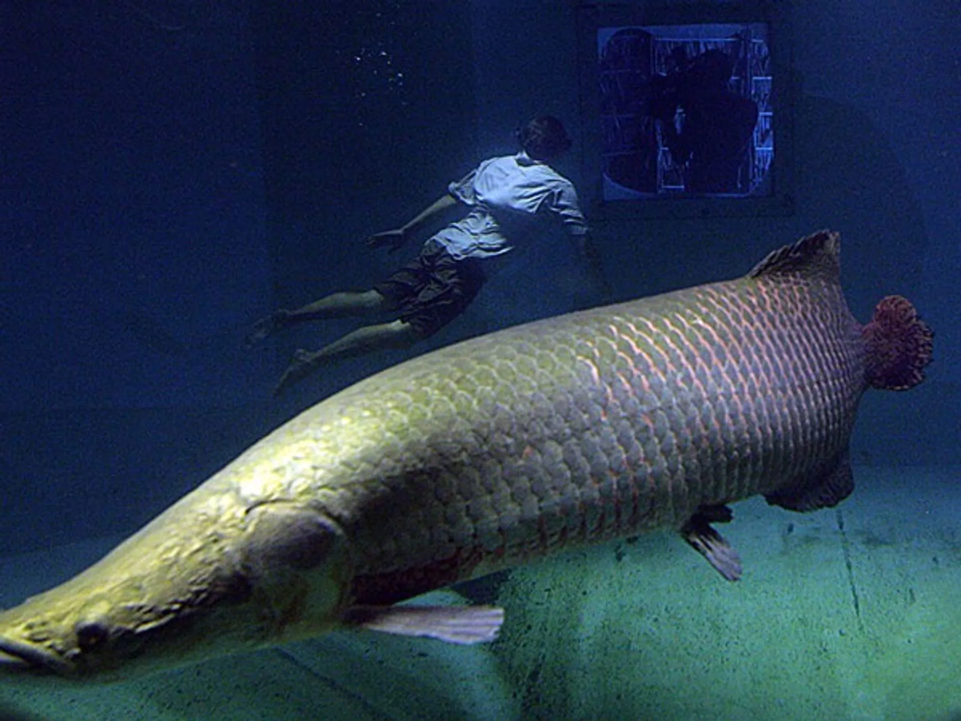 Fotogalería: Peces gigantes | National Geographic Fotogalería: Peces gigantes | National Geographic
