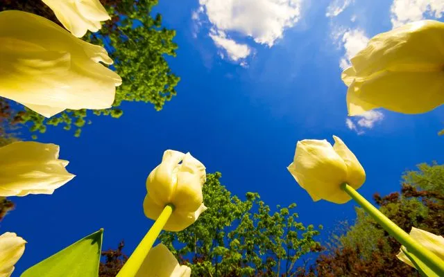 Flores 3D wallpaper - Imagui