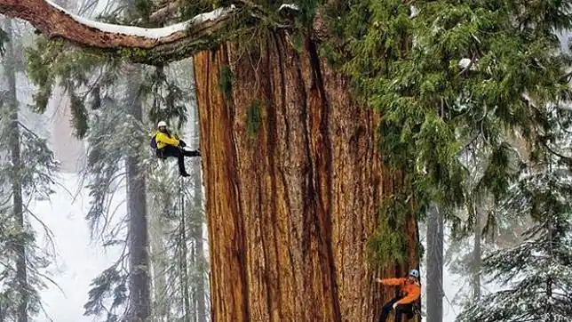 Así se fotografía el segundo árbol más grande del planeta - ABC.es