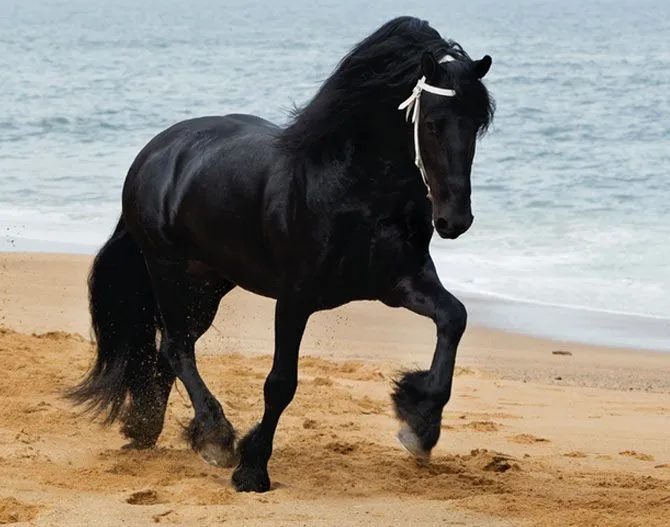 Fotografía De Caballos en Pinterest | Caballos Árabes, Fotografía ...