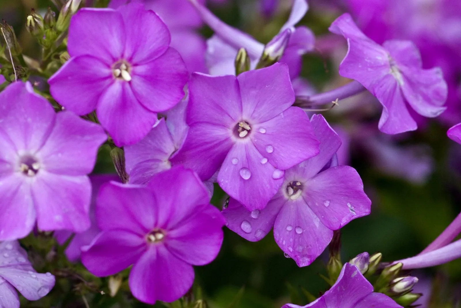 Fondos Para Diapositivas Flores