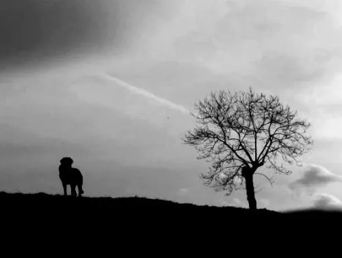 Fotografía, naturalmente...: blanco y negro Fotografía, naturalmente...: blanco y negro