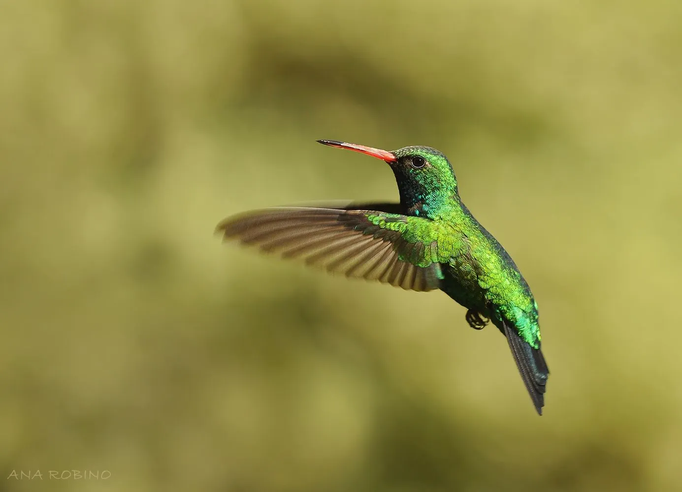 Fotografía Picaflor de Ana Robino en FotoNat.org