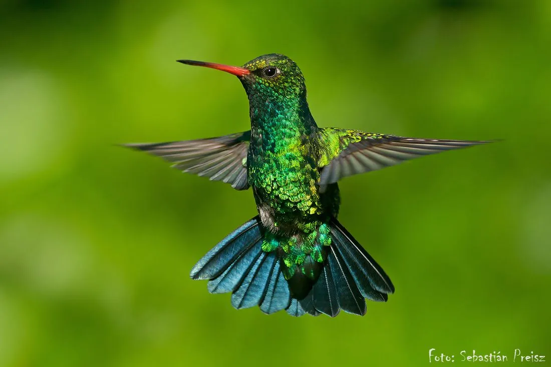 Fotografía Picaflor común ( de común no se que tiene ..) de ...