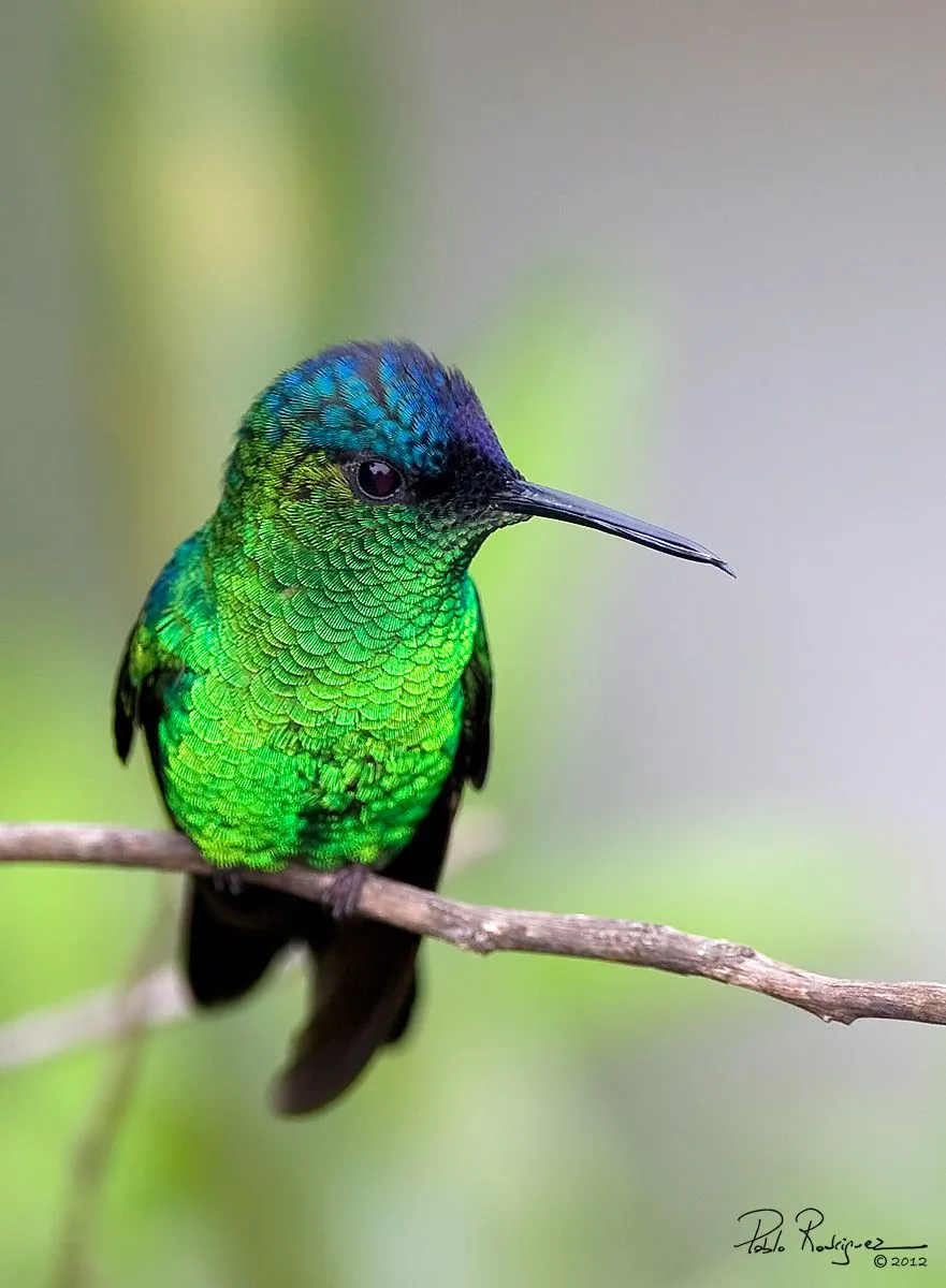 Fotografía Picaflor corona violacea de Pablo Rodriguez en FotoNat.org