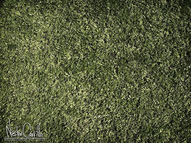 Fotografía: Retoque y Edición | NEST Designs