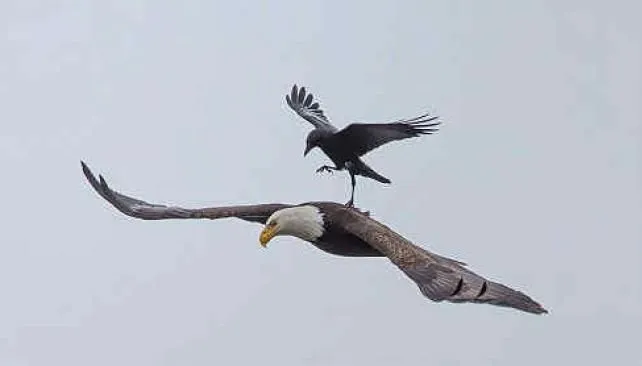 Fotografían a un cuervo "volando" sobre la espalda de un águila ... Fotografían a un cuervo "volando" sobre la espalda de un águila ...