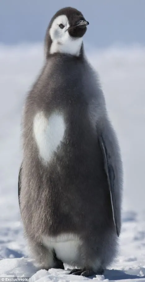 Fotografían a pingüino con un corazón de plumas en el pecho ...