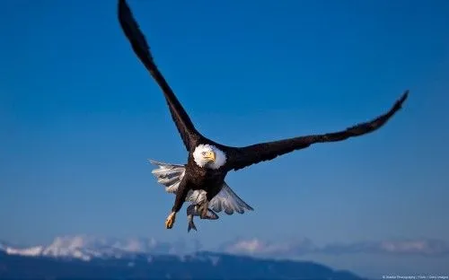 Agilas volando - Imagui