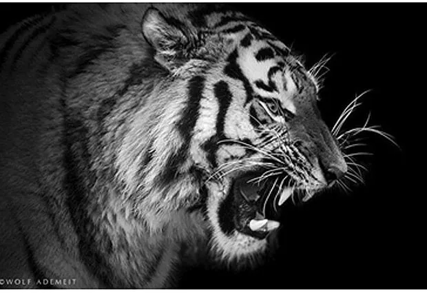 Fotografías de animales en Blanco y Negro: Maestros para posar ...