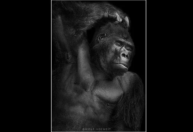 Fotografías de animales en Blanco y Negro: Maestros para posar ... Fotografías de animales en Blanco y Negro: Maestros para posar ...