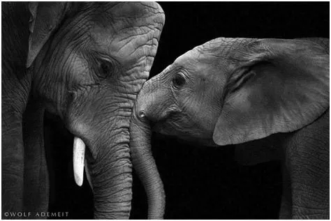 Fotografías de animales en Blanco y Negro: Maestros para posar ...