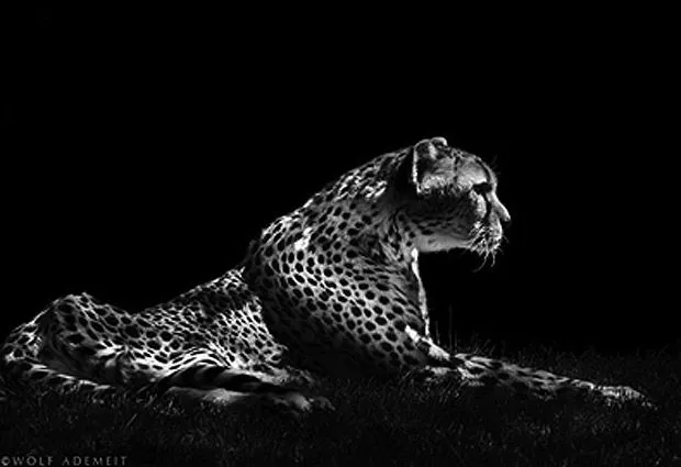 Fotografías de animales en Blanco y Negro: Maestros para posar ... Fotografías de animales en Blanco y Negro: Maestros para posar ...