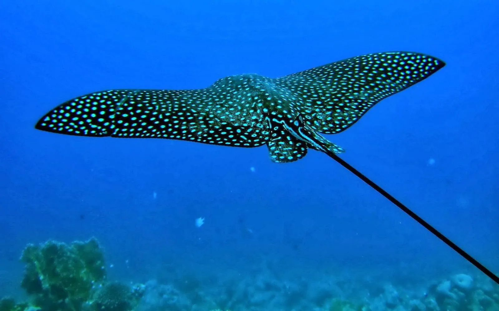 Fotografias de animales marinos | Fotos Bonitas de Amor | Imágenes ... Fotografias de animales marinos | Fotos Bonitas de Amor | Imágenes ...