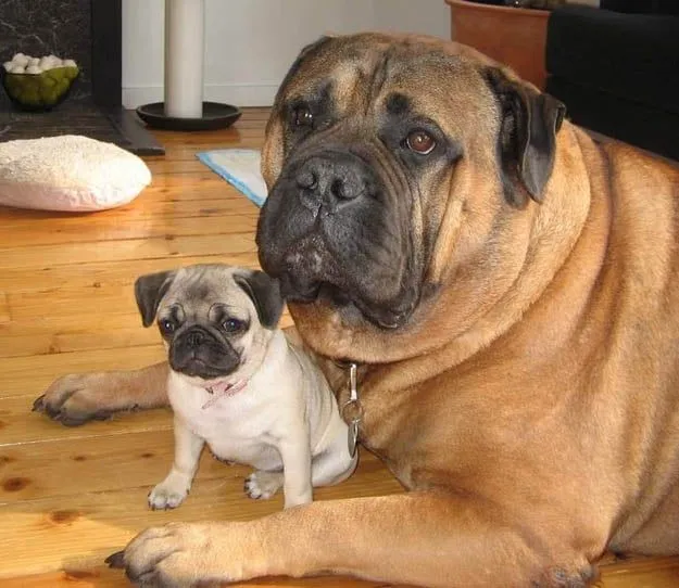 Fotografias De Animales Con Sus "Mini-me's" - Todos Son Adorables