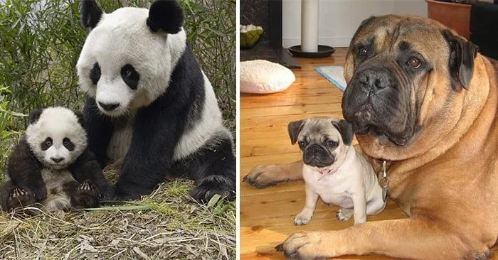 Fotografias De Animales Con Sus "Mini-me's" - Todos Son Adorables Fotografias De Animales Con Sus "Mini-me's" - Todos Son Adorables