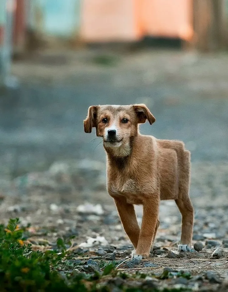 Fotografías de animales retocadas parecen criaturas de Minecraft en la vida  real - Cultura Inquieta