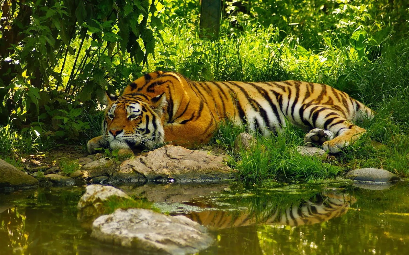 Fotografias de animales de la selva | Fotos Bonitas de Amor ... Fotografias de animales de la selva | Fotos Bonitas de Amor ...