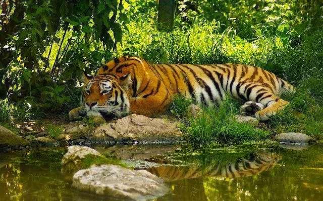 Fotografias de animales de la selva - Fotos Bonitas de Amor ... Fotografias de animales de la selva - Fotos Bonitas de Amor ...