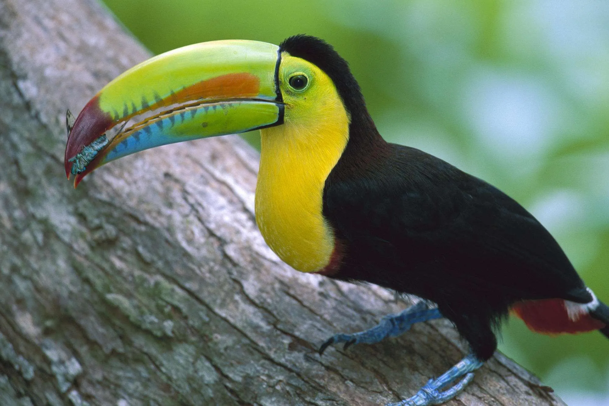 ... de Fotografias de Aves Calidad Alta – Loros – Pericos | Imagenes ... de Fotografias de Aves Calidad Alta – Loros – Pericos | Imagenes