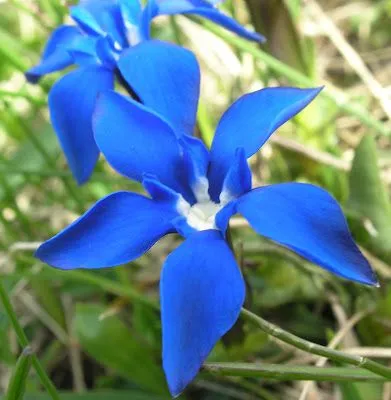 fotografias bonitas de flores