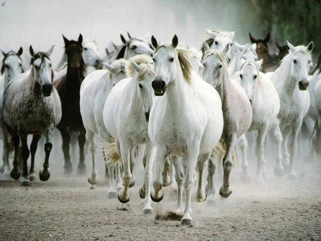 Fotografias de Caballos Blog De Fotografias | Imagenes Gratis Fotografias de Caballos Blog De Fotografias | Imagenes Gratis