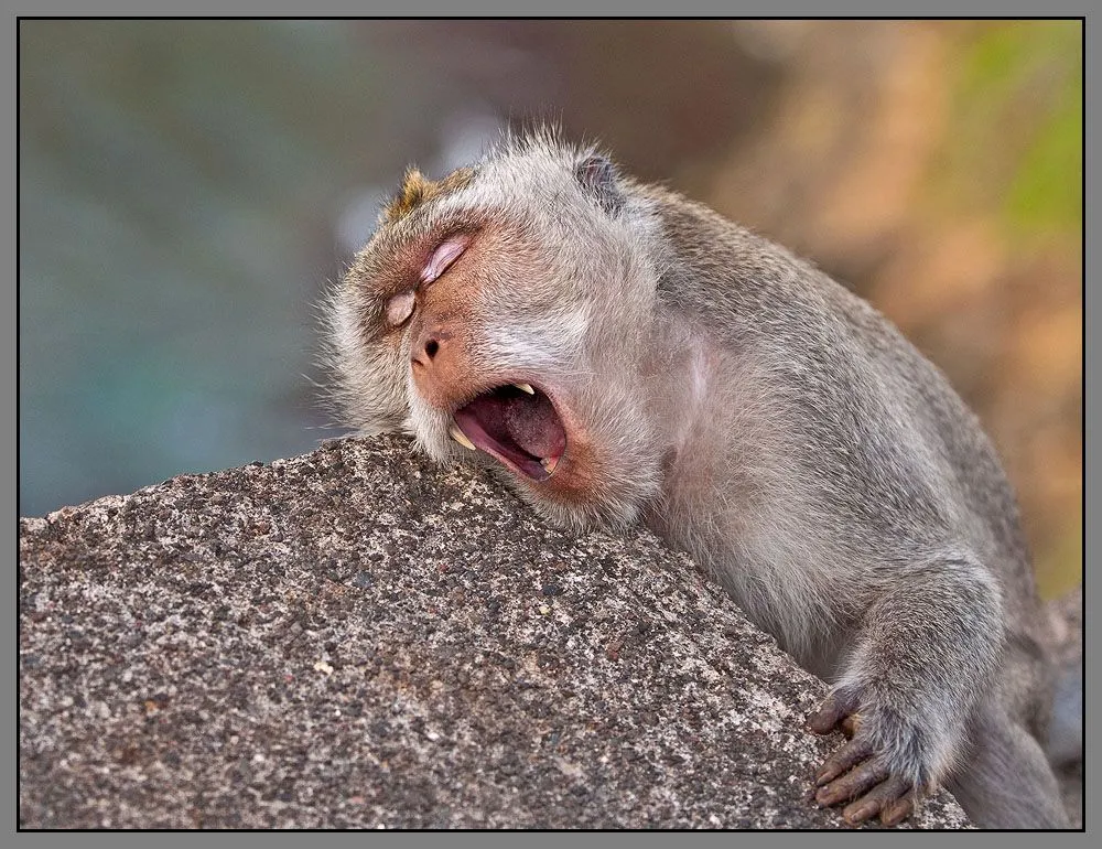 Fotografías de changos, monos, simios y primates | Banco de Imagenes Fotografías de changos, monos, simios y primates | Banco de Imagenes