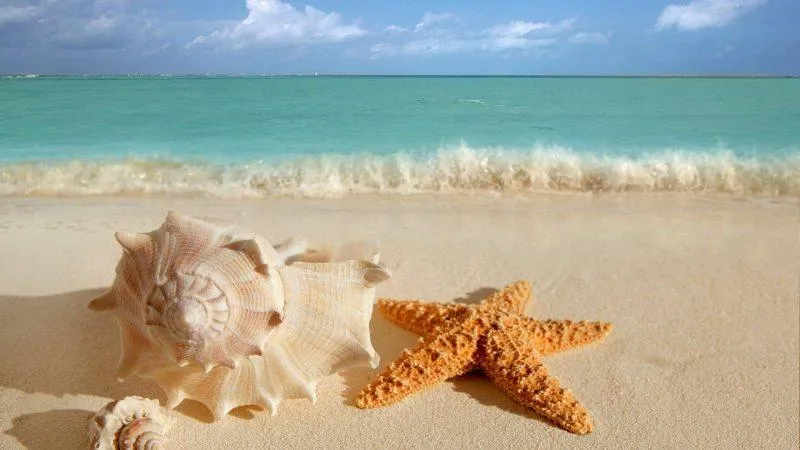 fotografias de conchas de mar - Fotografias y fotos para imprimir fotografias de conchas de mar - Fotografias y fotos para imprimir