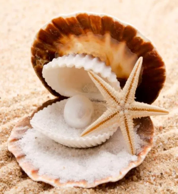 fotografias de conchas de mar - Fotografias y fotos para imprimir fotografias de conchas de mar - Fotografias y fotos para imprimir