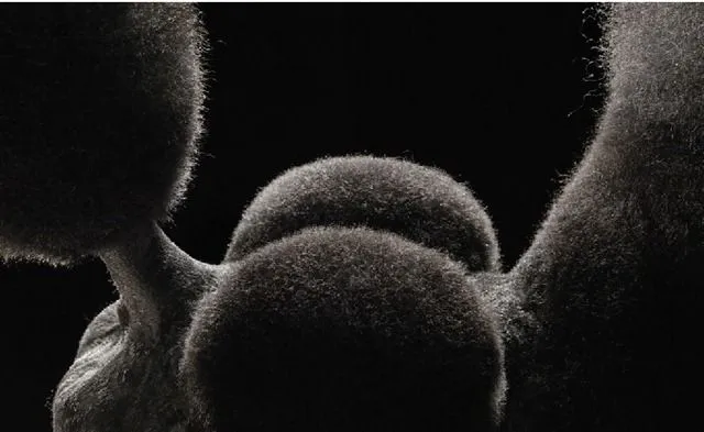 Fotografías: Cortes de pelo para perro con mucho estilo. - SRI ... Fotografías: Cortes de pelo para perro con mucho estilo. - SRI ...