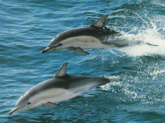 Fotografias de delfines - Fotografias y fotos para imprimir Fotografias de delfines - Fotografias y fotos para imprimir
