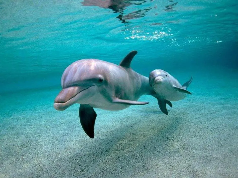 Fotografias de delfines - Fotografias y fotos para imprimir Fotografias de delfines - Fotografias y fotos para imprimir