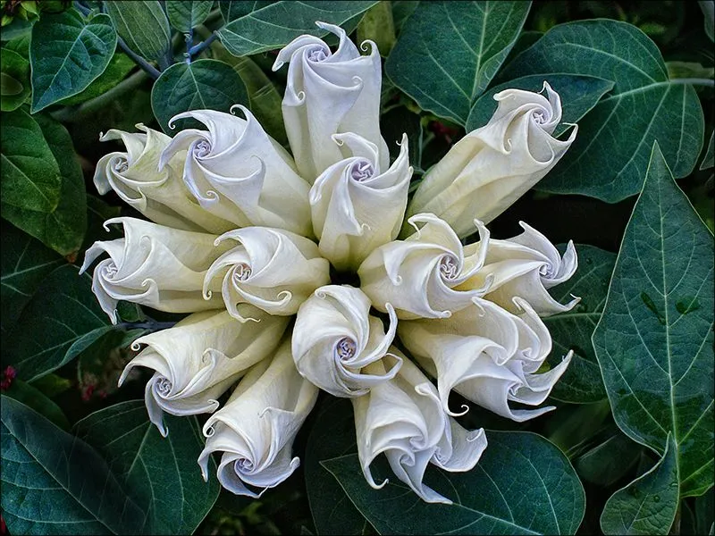 Las fotografías de flores más lindas del mundo. Las fotografías de flores más lindas del mundo.