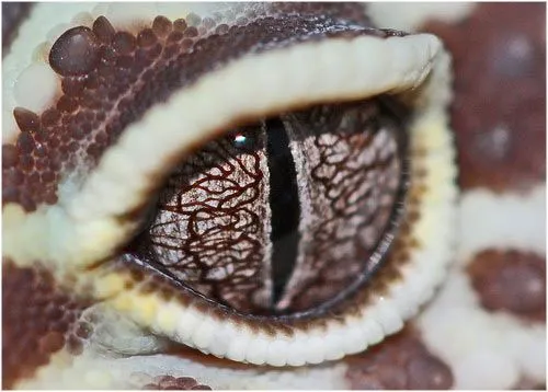 ... fotografías macro de ojos de animales y tal vez encuentres una ... fotografías macro de ojos de animales y tal vez encuentres una