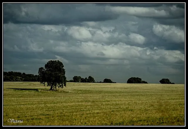Fotografías en la Mancha: LLanura