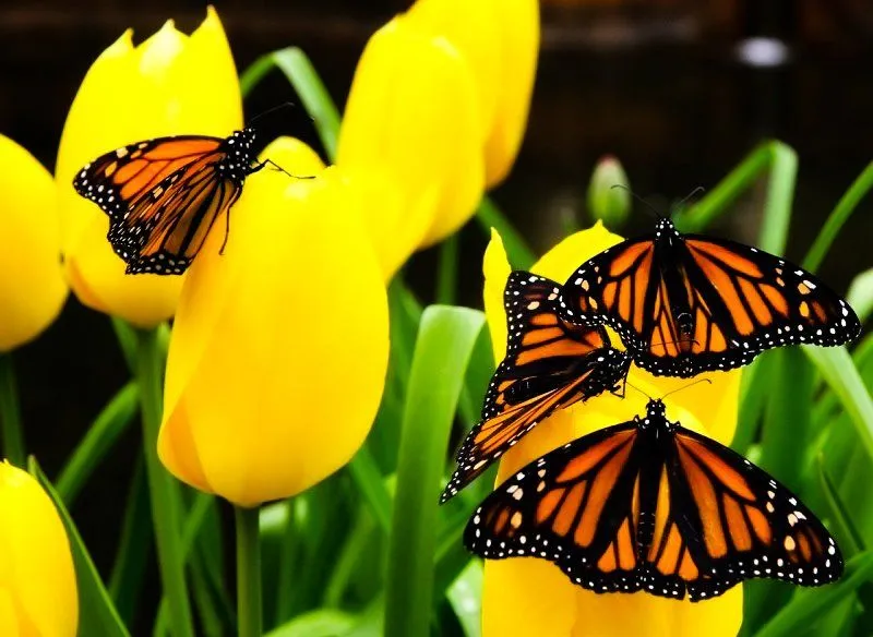 fotografias de mariposas y flores - Fotografias y fotos para imprimir fotografias de mariposas y flores - Fotografias y fotos para imprimir
