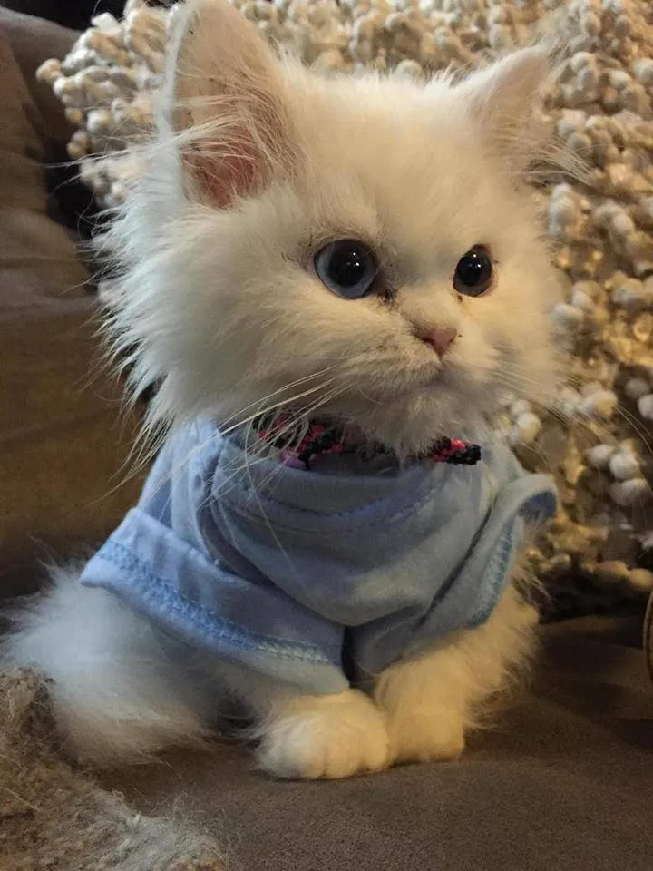 Fotografías de los mejores gatos más tiernos del mundo