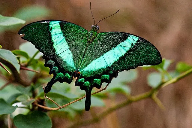 FOTOGRAFIAS DE LA NATURALEZA-1950: LA BELLEZA ALADA DE LA MARIPOSA ...