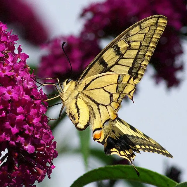 FOTOGRAFIAS DE LA NATURALEZA-1950: LA BELLEZA ALADA DE LA MARIPOSA ...