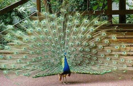 Fotografias de pavos reales - Fotografias y fotos para imprimir Fotografias de pavos reales - Fotografias y fotos para imprimir