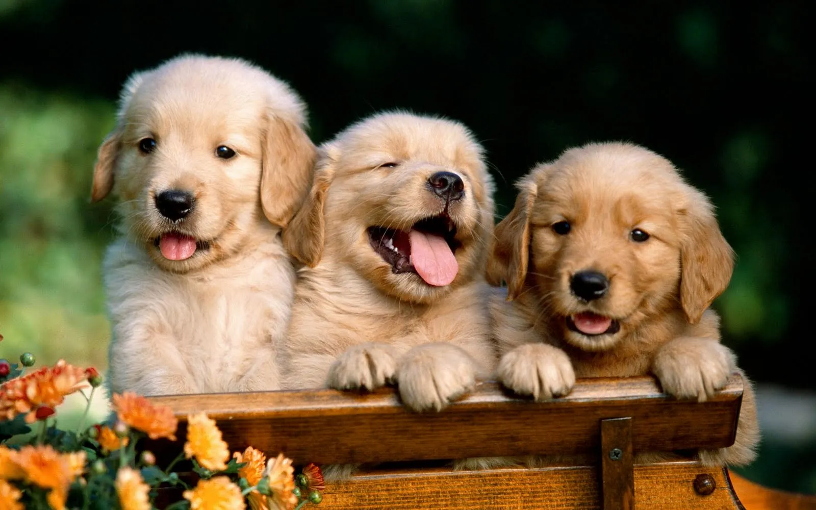 Fotografías de perros I (10 caninos muy tiernos en HR) Fotografías de perros I (10 caninos muy tiernos en HR)