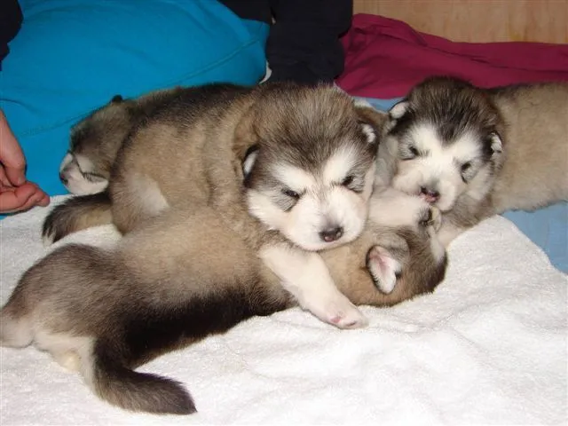 Fotografías de perros Alaskan Malamute | Blogodisea Fotografías de perros Alaskan Malamute | Blogodisea